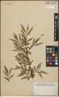 Foto von Salix pomeranica Willd.